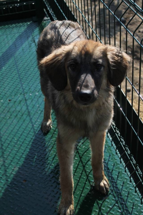 მეტისი უსახელო