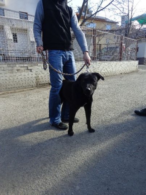 ლაბრადორის მეტისი დანტე