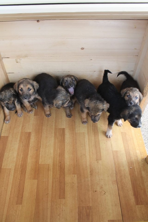 გონჩის მეტისი უსახელო