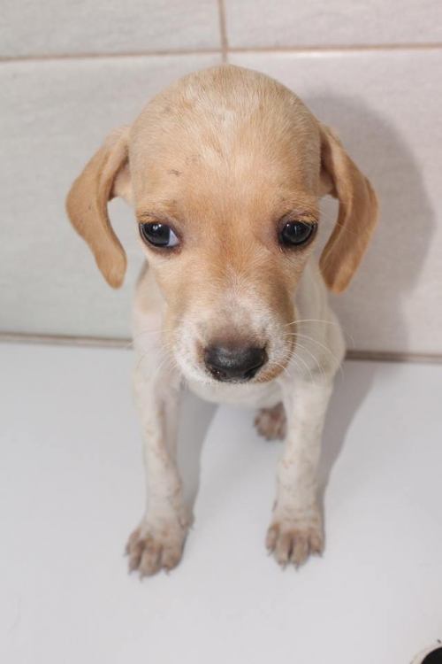 პოინტერის მეტისი უსახელო