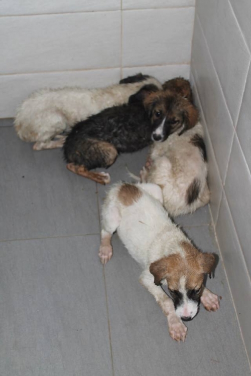 მეტისის ლეკვები უსახელო