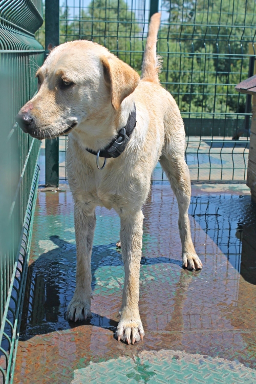 ლაბრადორი უსახელო