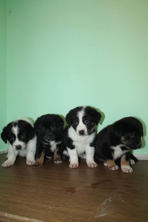 ქართული ქოფაკი უსახელო