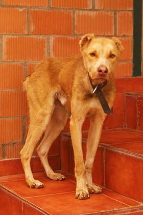 ქართული ქოფაკი უსახელო