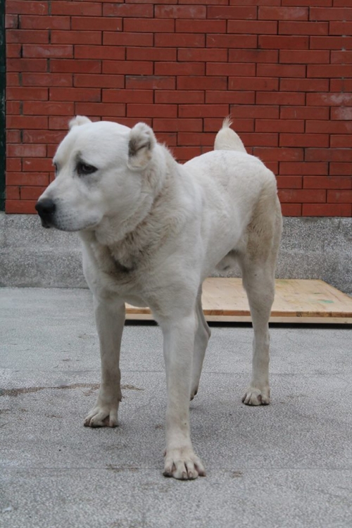 ქართული ნაგაზი ბაქსი