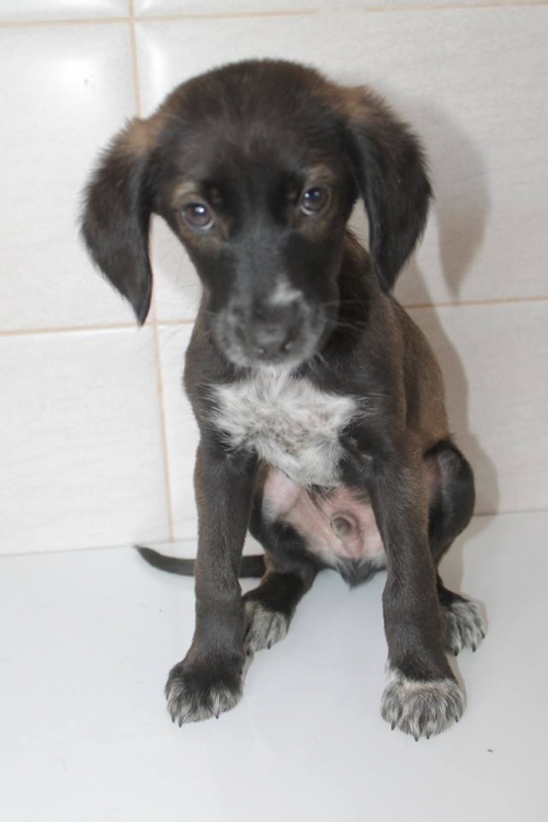 პოინტერის მეტისი უსახელო