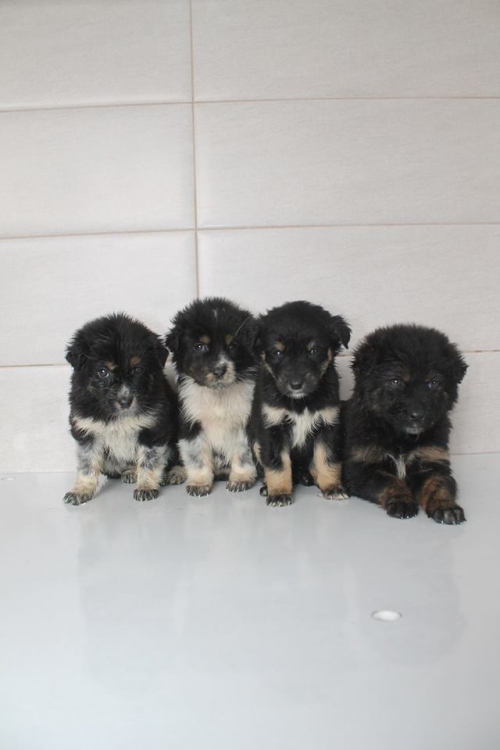 ქოფაკის ლეკვები უსახელო