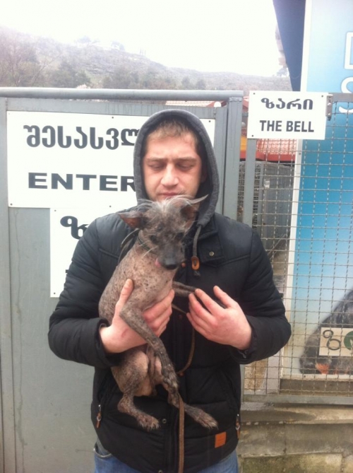 ჩინური ქოჩრიანი ლოლიკ