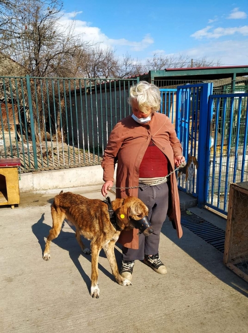 ქართული ქოფაკი ჩლახო