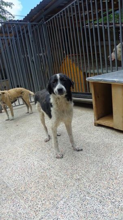 მეტისი უსახელო