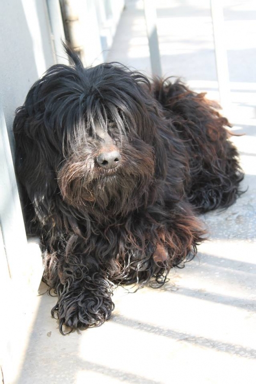 პუდელი უსახელო