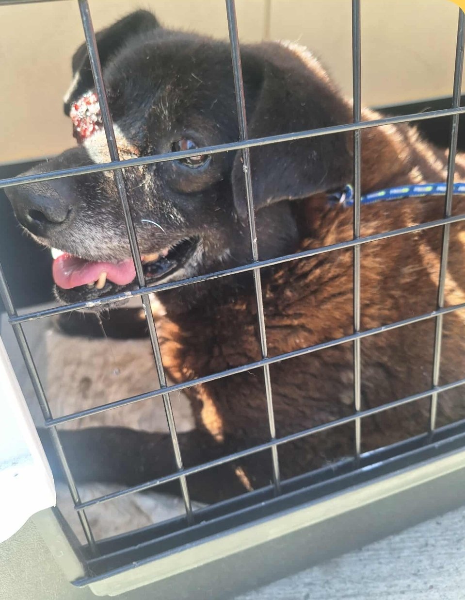 მეტისი. სარაჯიშვილი