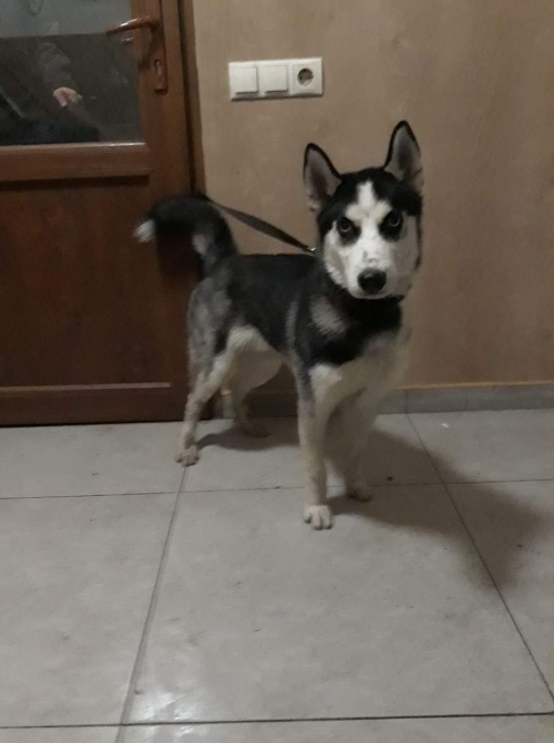 ლაიკა ლორდი