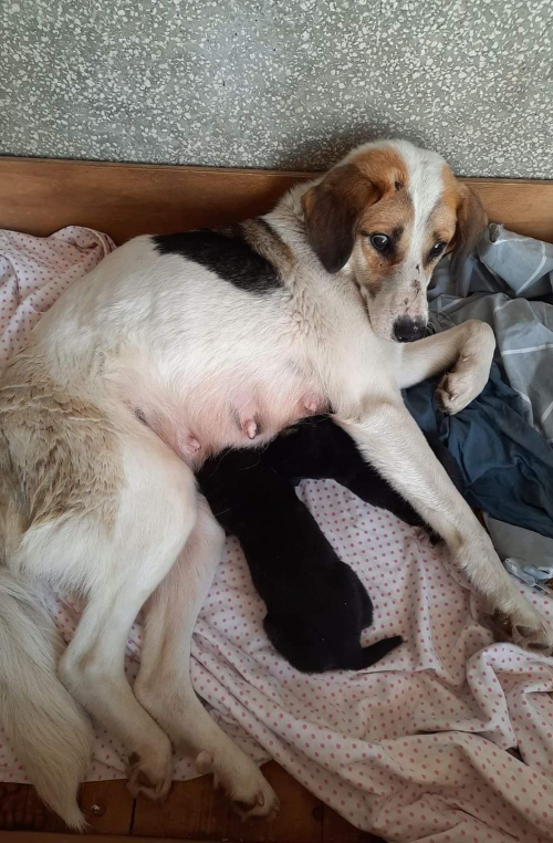 მეტისი უსახელო