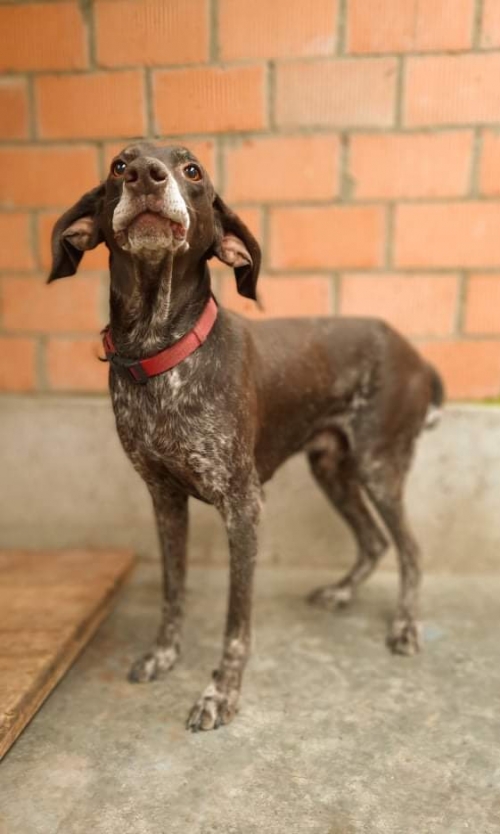 კურცხაარი ჯესი