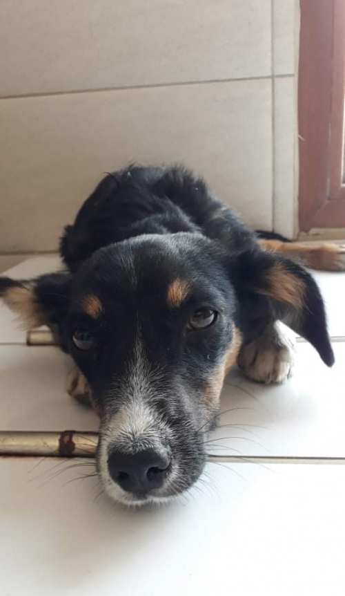 მეტისი უსახელო