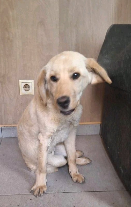 მეტისი. კუმისი