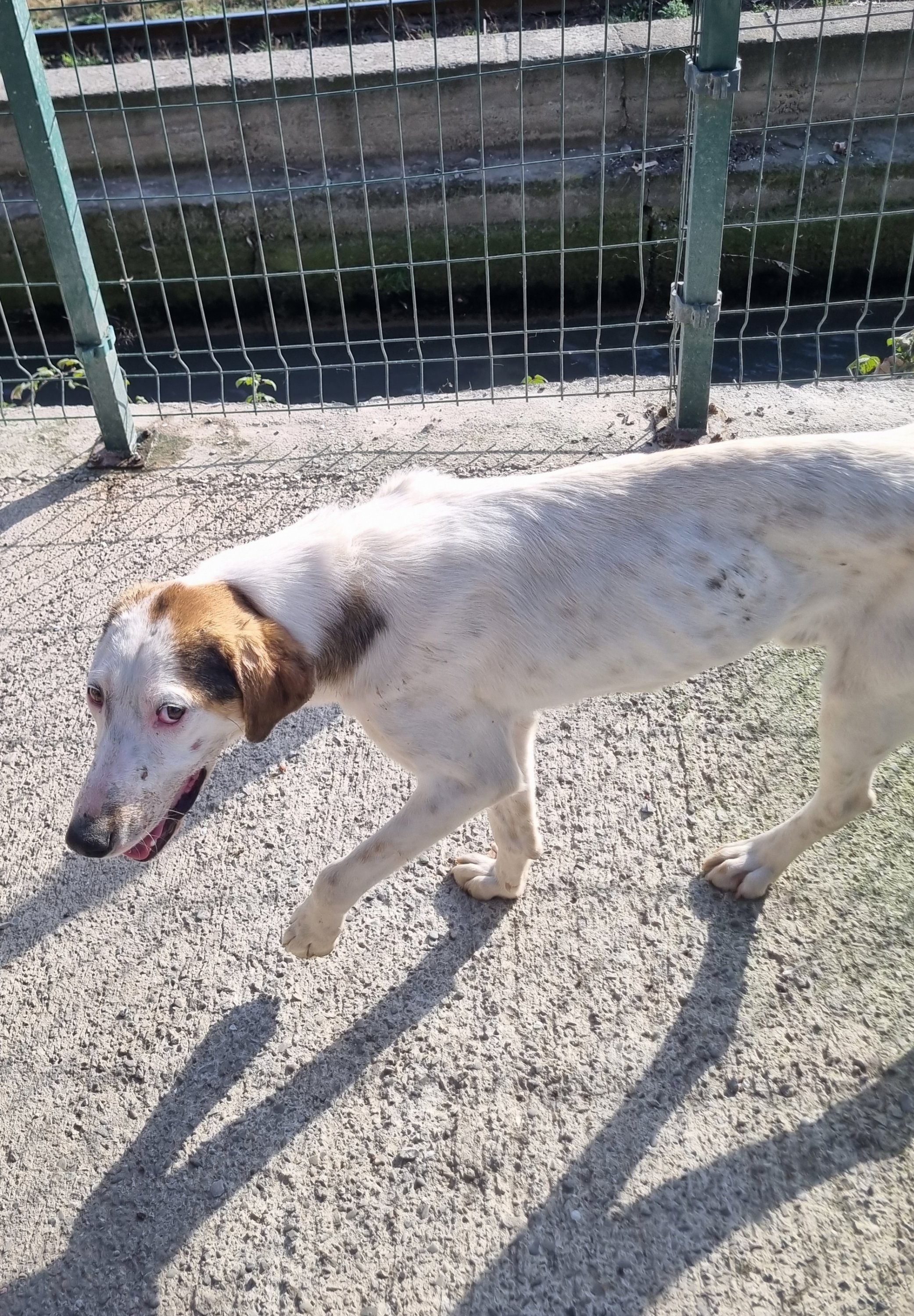 მეტისი. გორის თავშესაფარი