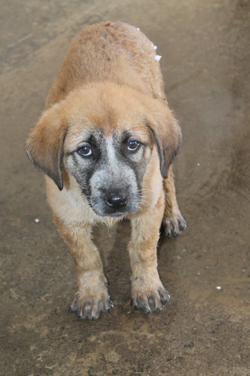 მეტისი უსახელო