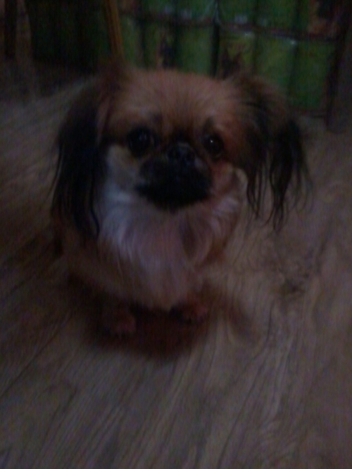 პეკინესი უცნობი