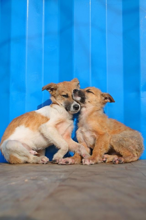 მეტისის ლეკვები უსახელო