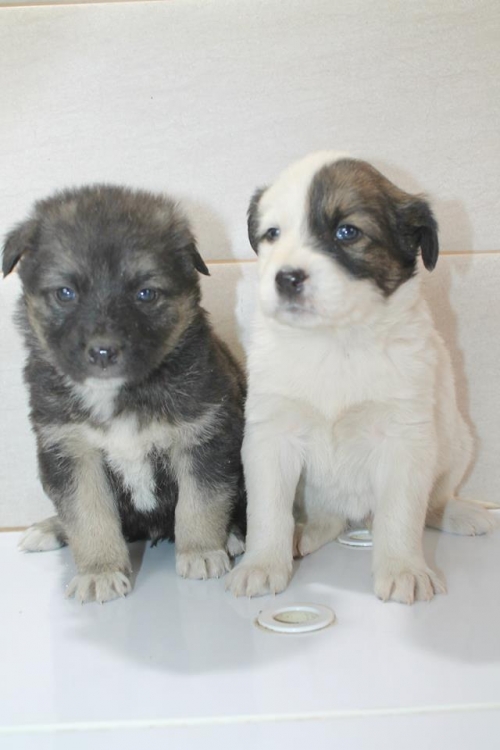 მეტისის ლეკვები უსახელო