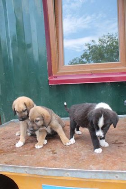 მეტისის ლეკვები უსახელო