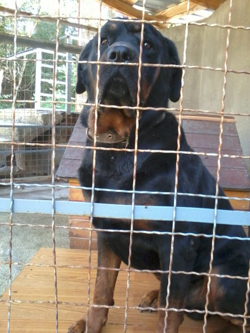 როტვეილერი როკო