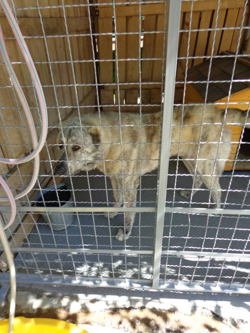 ქართული ნაგაზი ჭექა