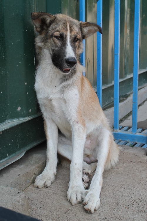 მეტისი უსახელო