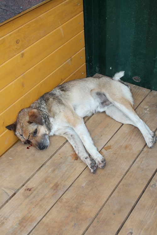 მეტისი უსახელო