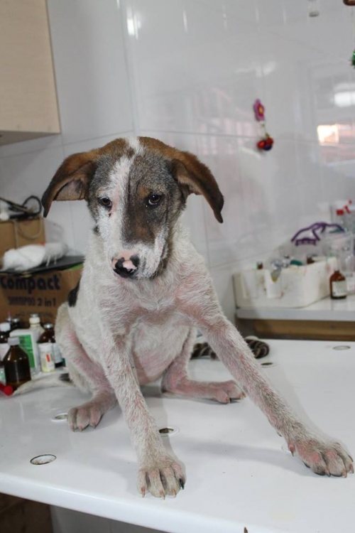 მეტისი უსახელო