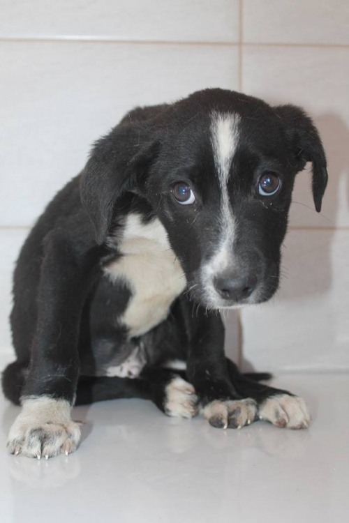 მეტისი უსახელო