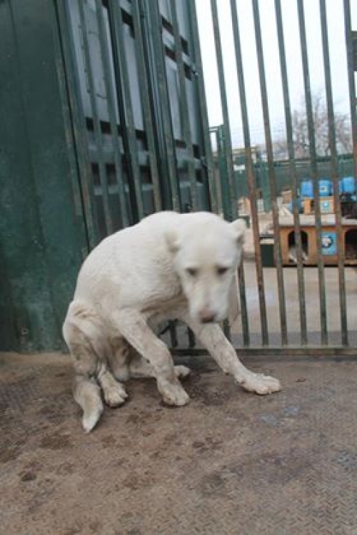 ქართული ნაგაზი ბასტა