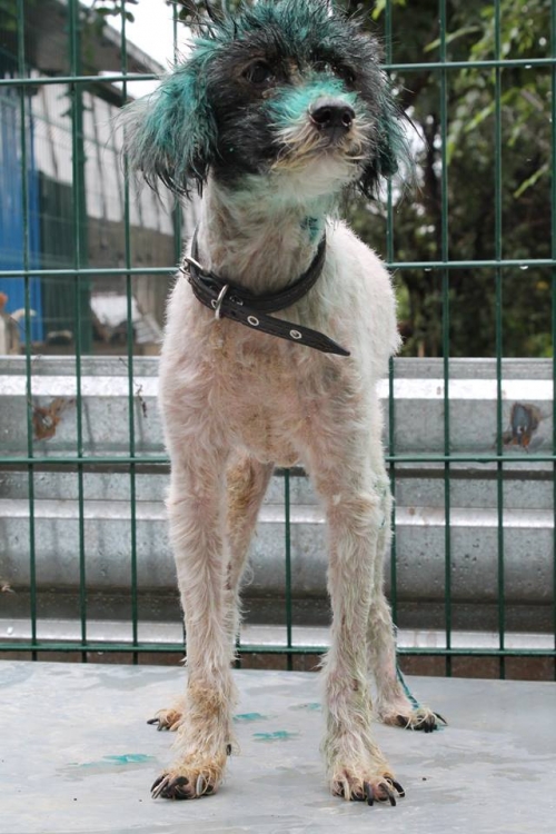 პუდელი უსახელო