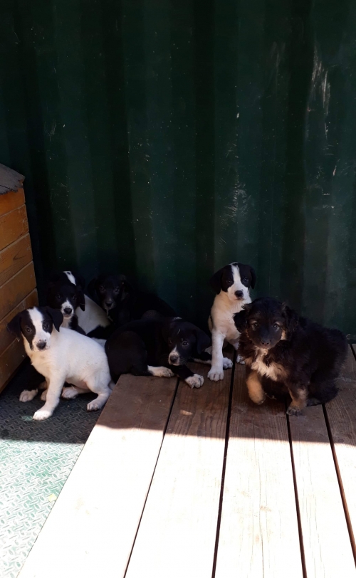 მეტისი უსახელო