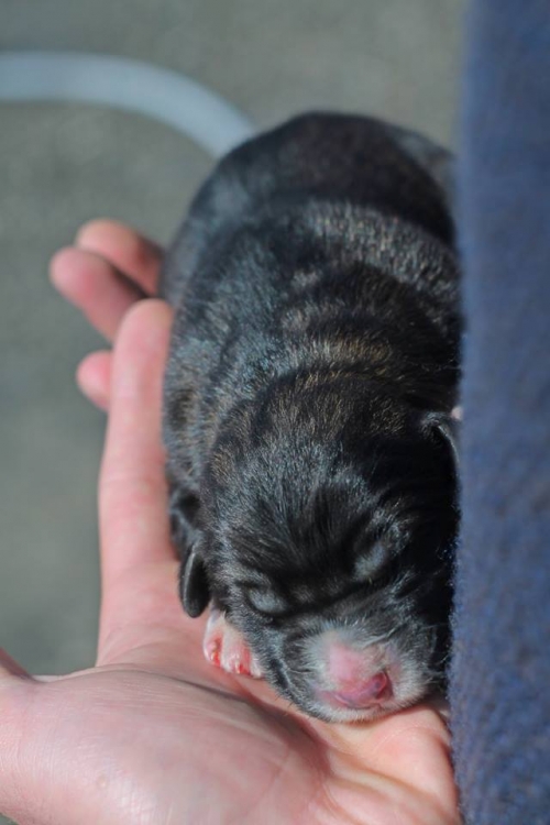 ქართული ნაგაზი სკარტო