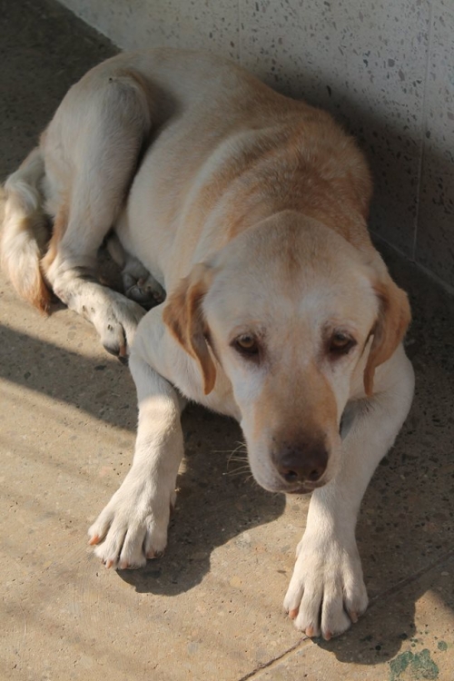 ლაბრადორი უსახელო