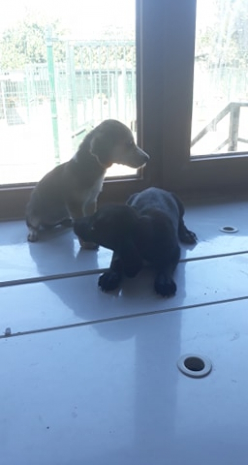 მეტისი უსახელო