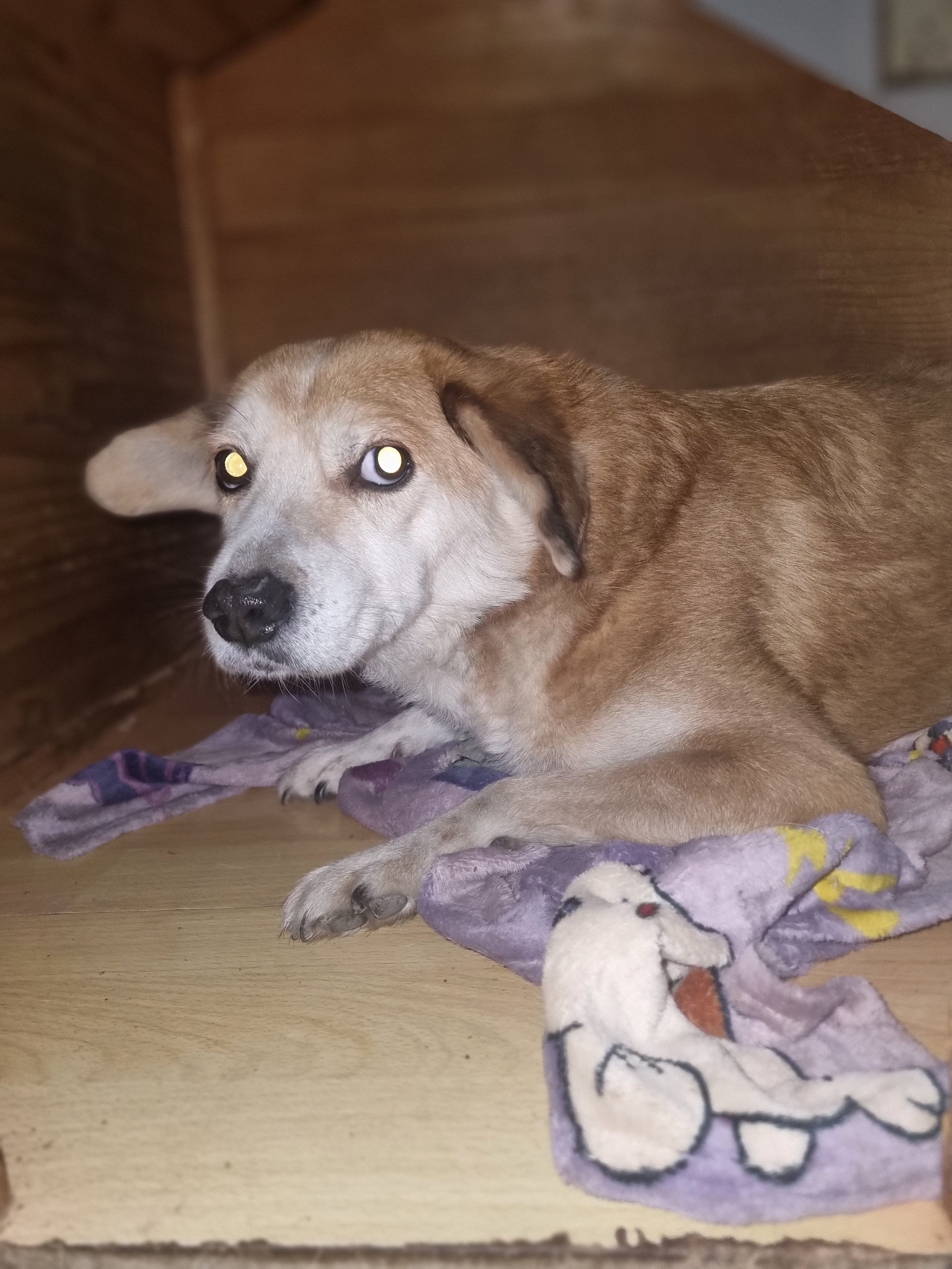 მეტისი. ყიფშიძის ქუჩა