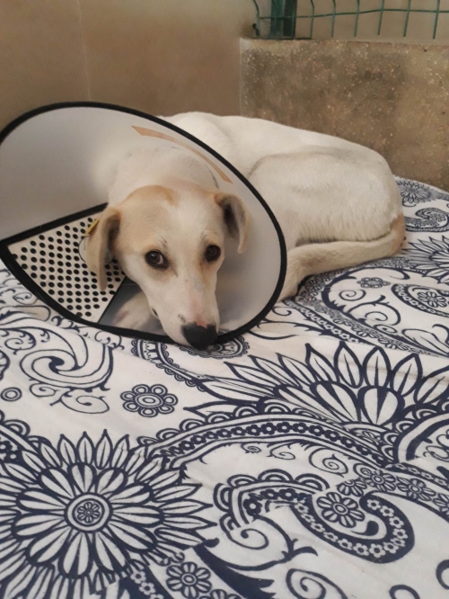 მეტისი ვარკეთილი