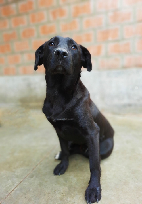 მეტისი ორთაჭალა გორგასლის ქუჩა