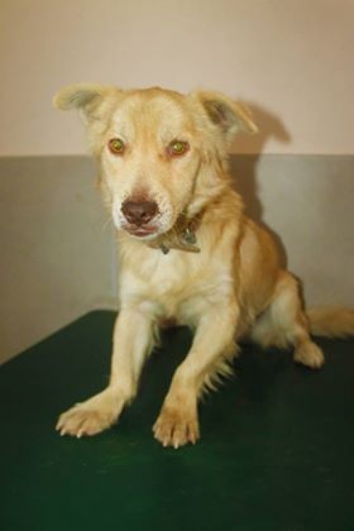 მეტისი უსახელო