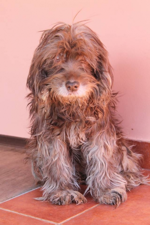 ბალონკა უსახელო