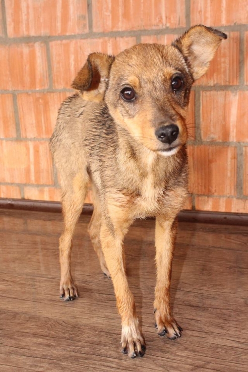 მეტისი უსახელო