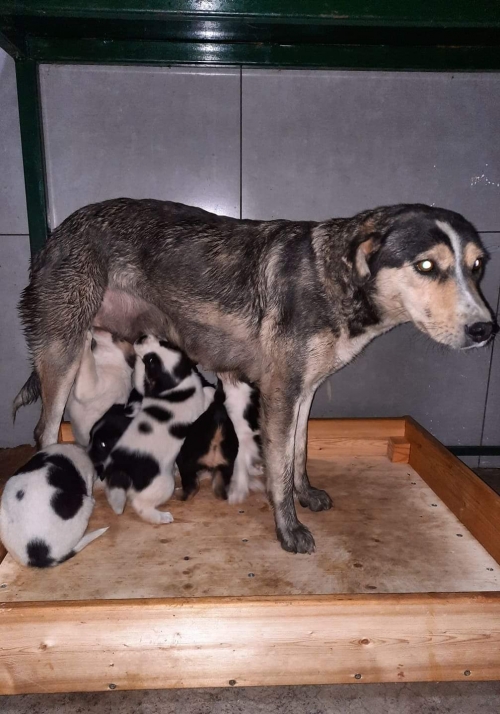 ქართული ქოფაკი უსახელო