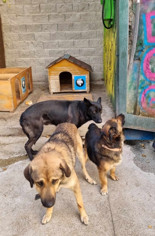 მეტისი მოიყვანა მუნიციპალურმა თავშესაფარმა