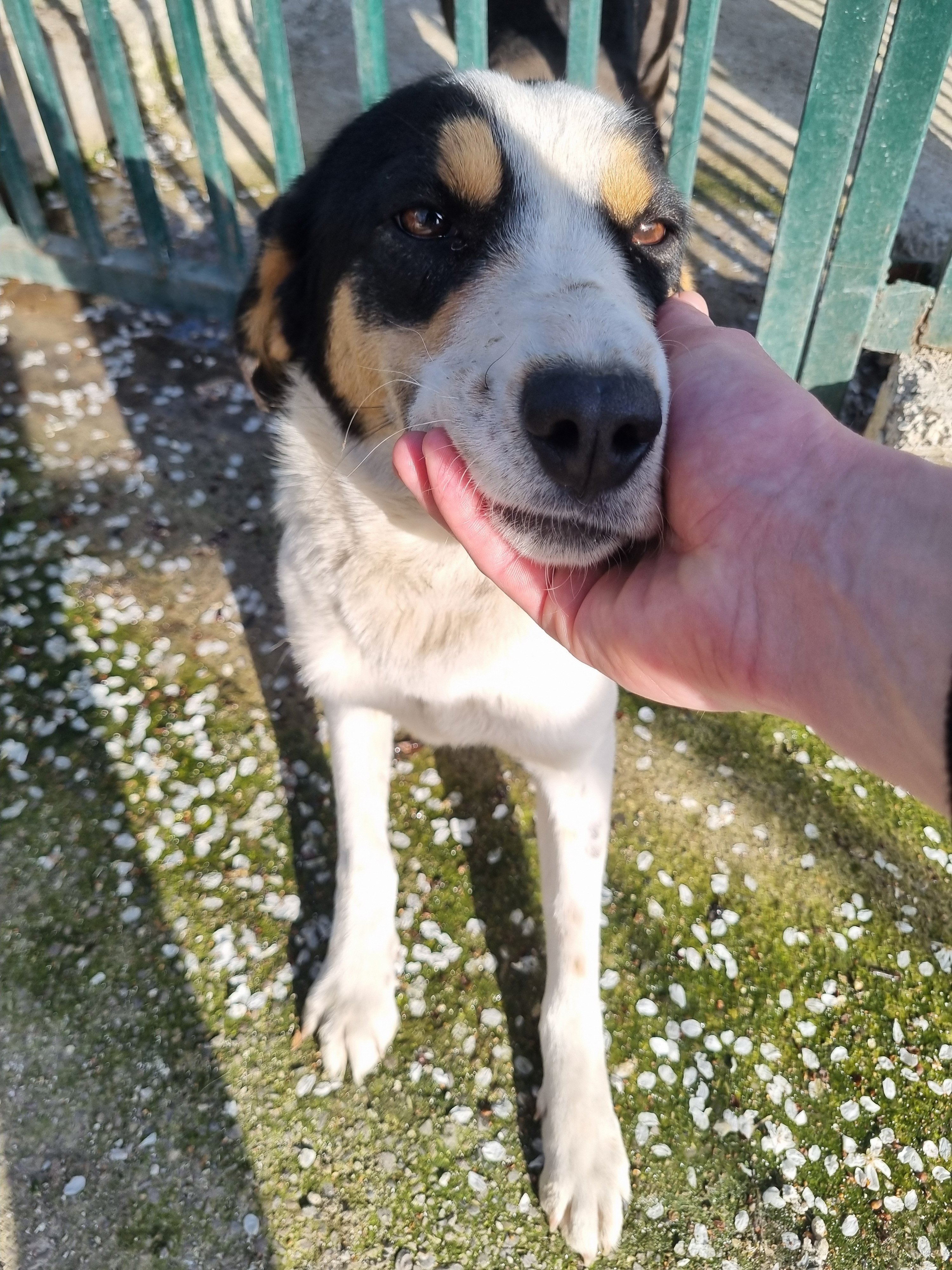 მეტისი. გორის თავშესაფარი