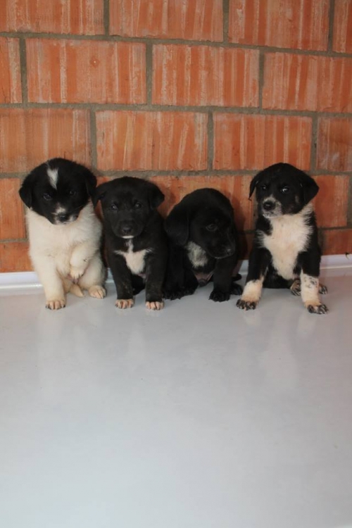 მეტისის ლეკვები უსახელო