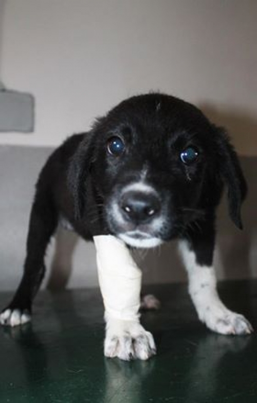 მეტისი უსახელო